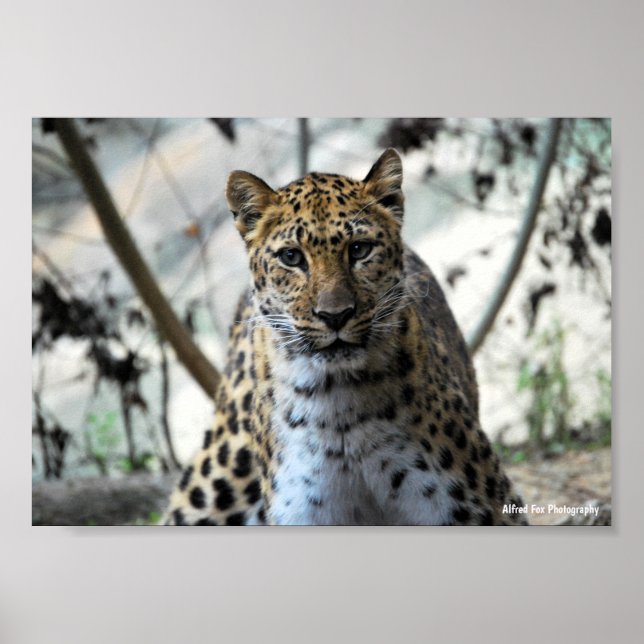 Poster Olhar do Leopardo (Frente)