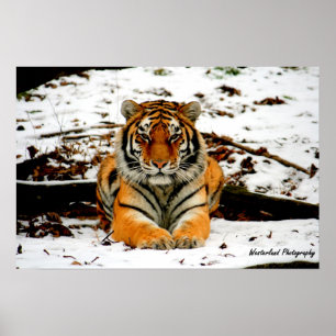 Poster Olhar fixo de Amur - Mara o tigre de Amur