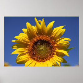 Pôster Olhar para um boo