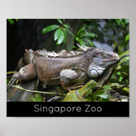 Poster Olhe para mim Feriado do Zoo de Singapura, Lizard