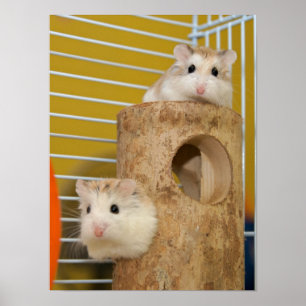 Poster Olhe, que está olhando fixamente em você? (poste