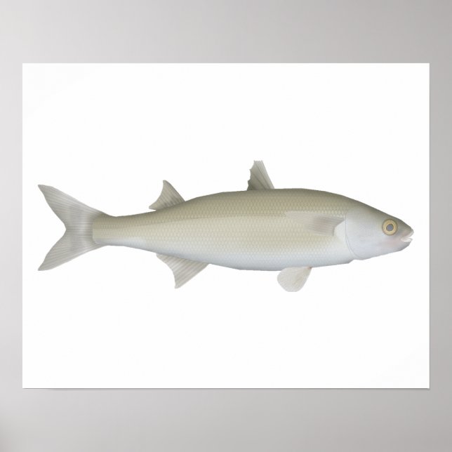 Poster Olho Amarelo Mullet (Frente)