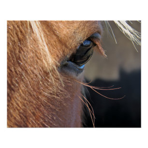 Pôster Olho de Cavalo