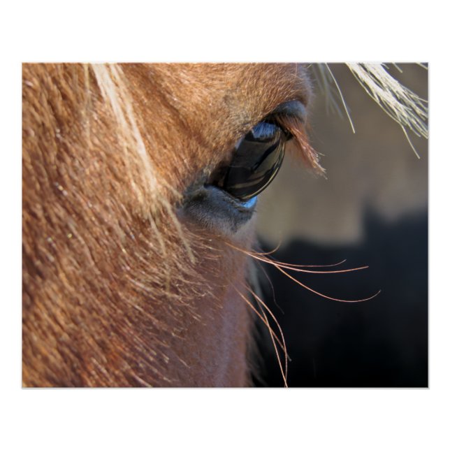 Pôster Olho de Cavalo (Frente)