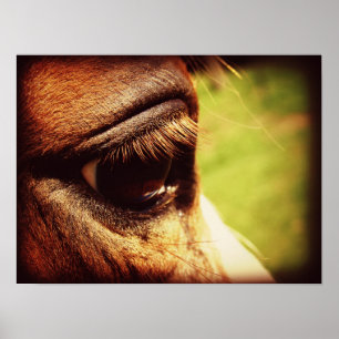 Pôster Olho de Cavalo