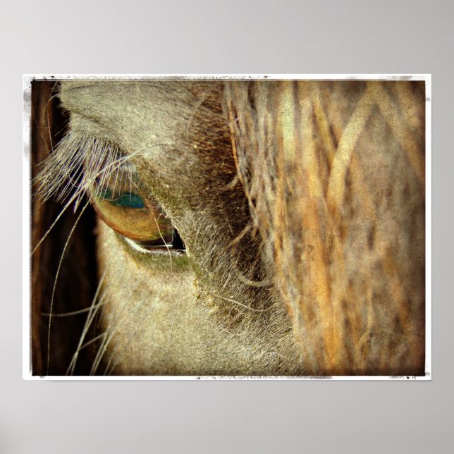 Poster Olho de Cavalo Negro (Frente)