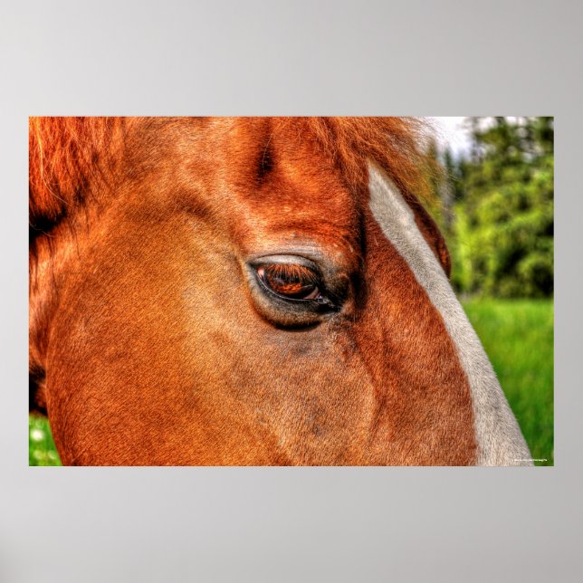 Poster Olho de Chestnut Gelding Equine Foto 2 (Frente)