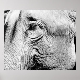 Poster Olho de Elefante, 2017
