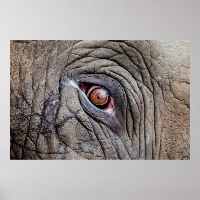 Poster Olho de elefante animal fechado (Frente)