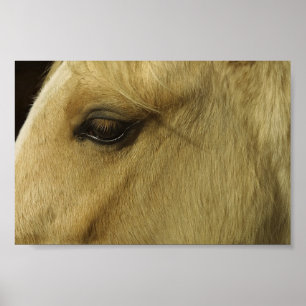 Pôster Olho De Equino