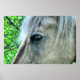 Pôster Olho de Horse White Ranch Mare Foto 2