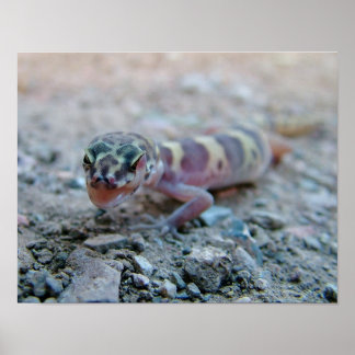 Poster Olho De Licenciamento De Gecko Bandido