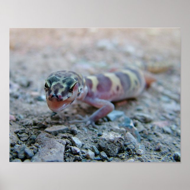 Poster Olho De Licenciamento De Gecko Bandido (Frente)