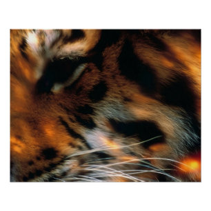 Pôster Olho de Tigre Dourado Close-Up Vida Selvagem