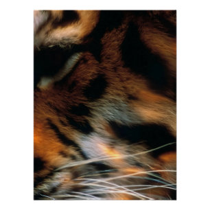 Pôster Olho de Tigre Dourado Close-Up Vida Selvagem
