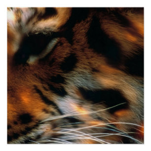 Pôster Olho de Tigre Dourado Close-Up Vida Selvagem