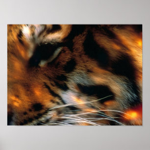 Poster Olho de Tigre Dourado Close-Up Vida Selvagem 