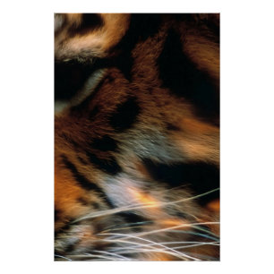 Pôster Olho de Tigre Dourado Close-Up Vida Selvagem 