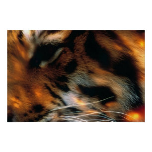 Pôster Olho de Tigre Dourado Close-Up Vida Selvagem