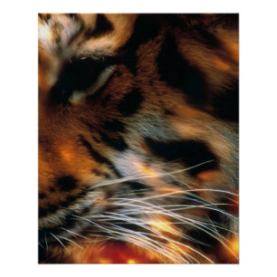 Pôster Olho de Tigre Dourado Close-Up Vida Selvagem