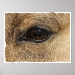Pôster Olho do Buckskin