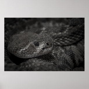 Poster olho do cobra