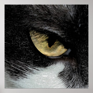 Poster Olho do tigre