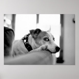 Pôster Olho Sério.