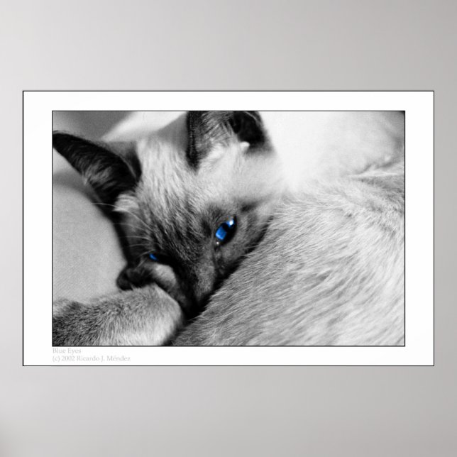 Pôster Olhos Azuis (Frente)