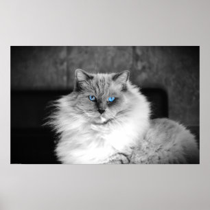 Poster Olhos Azuis,