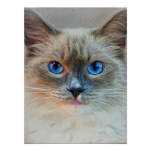 Pôster Olhos Azuis de Gato Siameses
