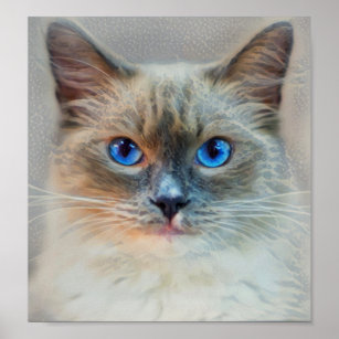 Poster Olhos Azuis de Gato Siameses