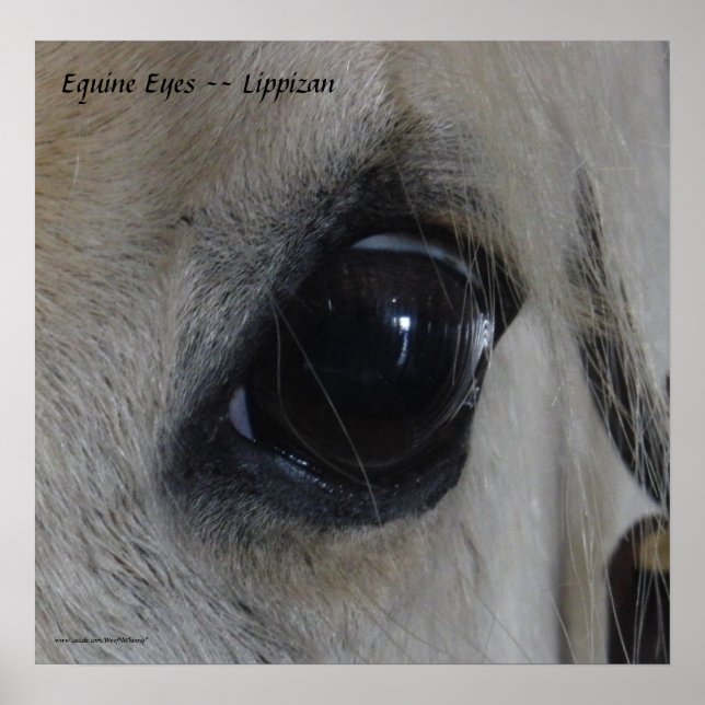 Poster Olhos De Equídeos — Lippizan (Frente)