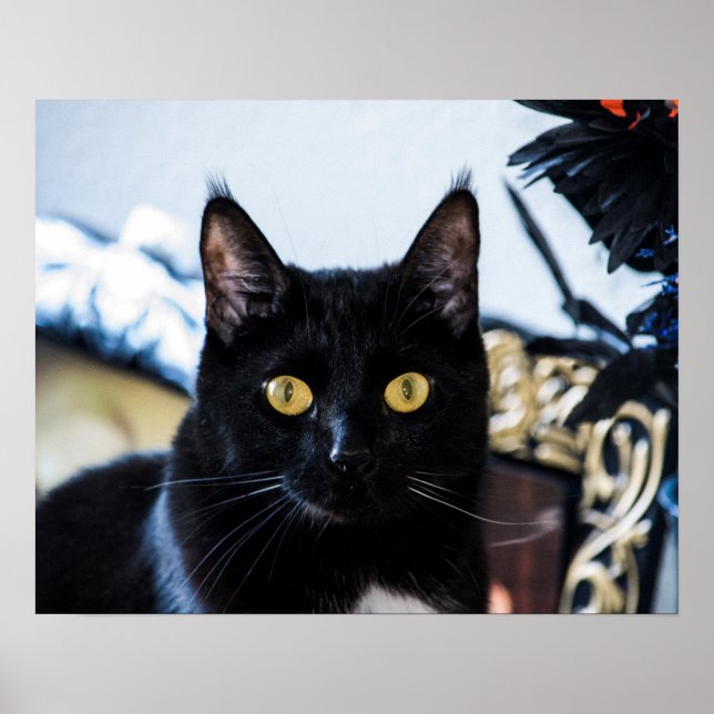 Poster olhos de gatinho mágicos (Frente)