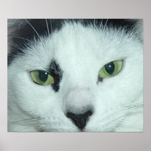 Poster Olhos de Gato