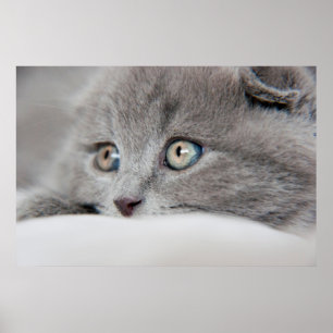 Poster Olhos de gato