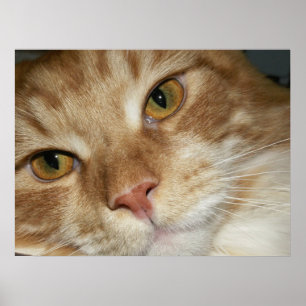 Poster Olhos de gato alaranjados