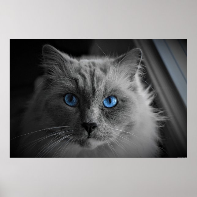Poster Olhos de Gato, Arte de Parede (Frente)