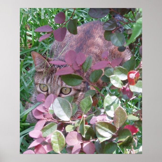 Pôster Olhos de Gato Blaze (Frente)