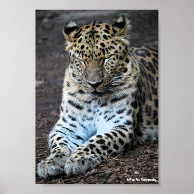 Poster Olhos de Leopardo Fechados (Frente)