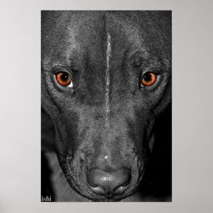 Pôster Olhos de pitbull. Em preto e branco e na cor