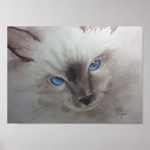Pôster Olhos de Ragdoll