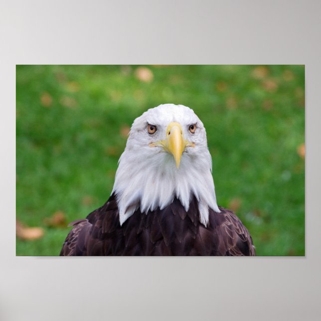 Poster Olhos de uma águia (Frente)