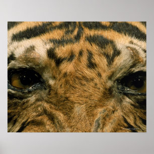 Pôster Olhos do tigre