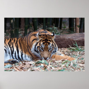 Pôster Olhos do tigre