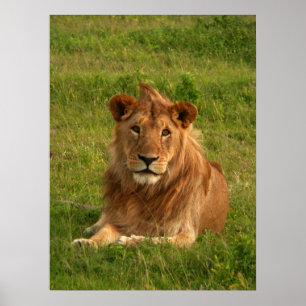 Poster Olhos dos leões