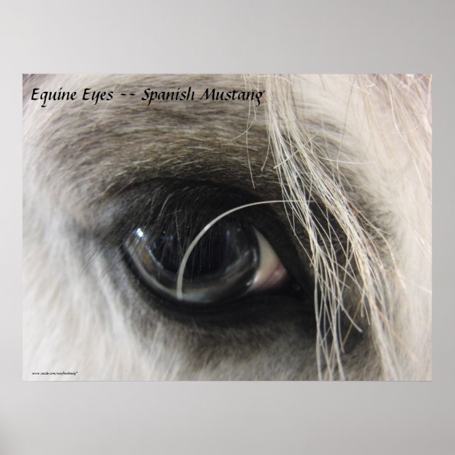 Pôster Olhos Equinos - Mustang espanhol (Frente)