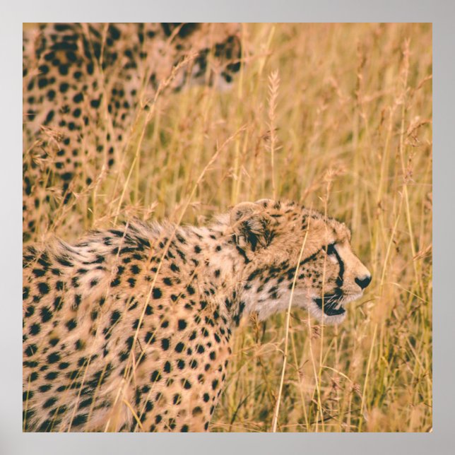 POSTER OLHOS NO ALVO - FOTO DE ANIMAIS LEOPARD (Frente)