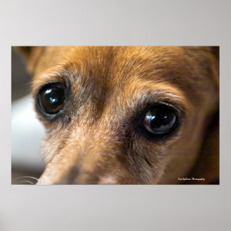 Pôster Olhos Tristes