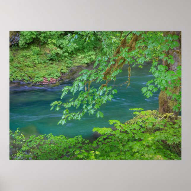 Poster Olimpiadas National Park Estado de Washington (Frente)